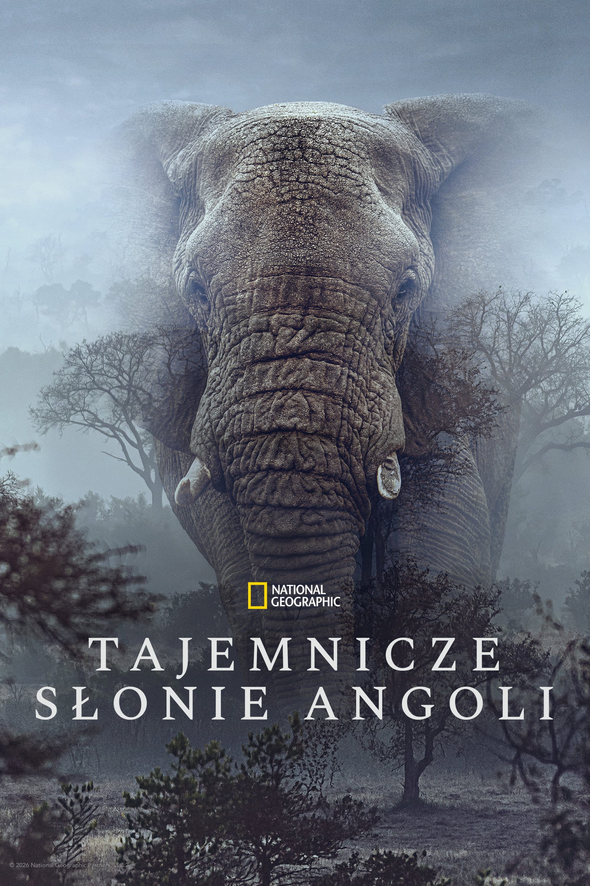 Sny o słoniach